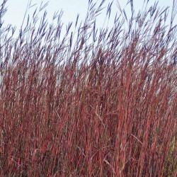 Big Bluestem \'Red October\'