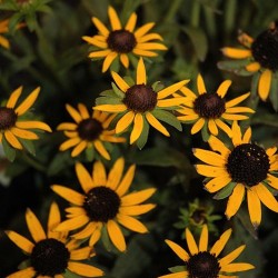 Black Eyed Susan \'Little Gold Star\'