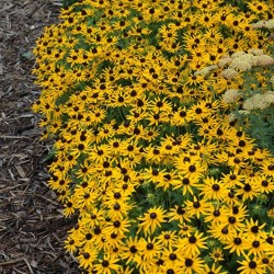 Black Eyed Susan \'Little Gold Star\'