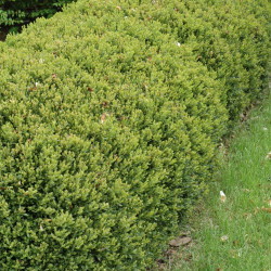 Boxwood \'Green Gem\'