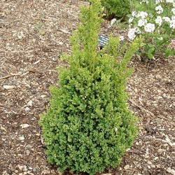 Boxwood \'Green Mountain\'