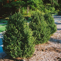 Boxwood \'Green Mountain\'