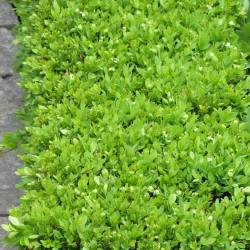 Boxwood \'Green Velvet\'