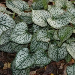 Brunnera \'Jack Frost\'