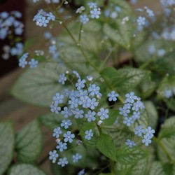 Brunnera \'Jack Frost\'