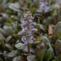 Bugleweed \'Chocolate Chip\'