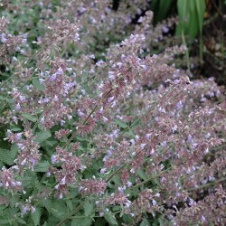 Catmint \'Cats Meow\'