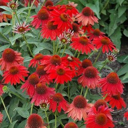 Coneflower \'Sombrero Salsa Red\'