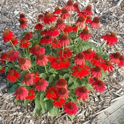 Coneflower \'Sombrero Salsa Red\'