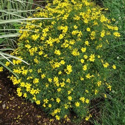 Coreopsis \'Zagreb\'