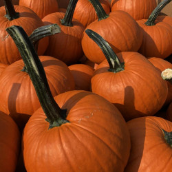 Corn Stalks, Pumpkins, & More