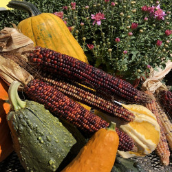 Corn Stalks, Pumpkins, & More