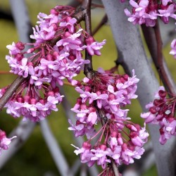 Redbud, Weeping \'Covey\'  