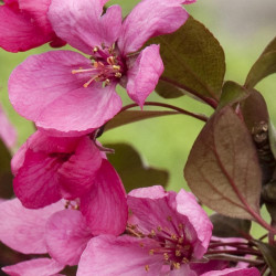 Crabapple \'Royal Raindrops\'