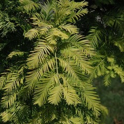 Dawn Redwood \'Gold Rush\'