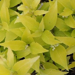 Deutzia \'Chardonnay Pearls\'