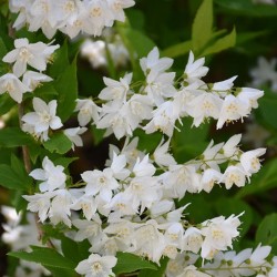 Deutzia \'Chardonnay Pearls\'