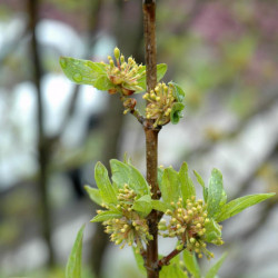 Dogwood Cornelian Cherry \'Golden Glory\'