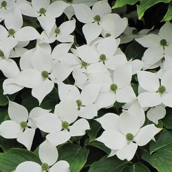 Dogwood, Kousa