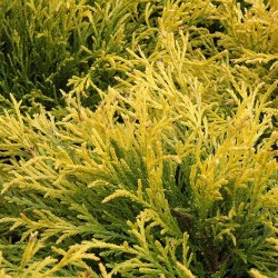 False Cypress \'Golden Mop\'