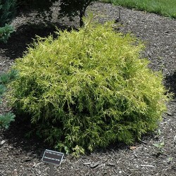 False Cypress \'Golden Mop\'