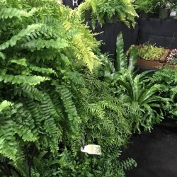 Ferns & Rex Begonia