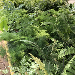 Ferns & Rex Begonia