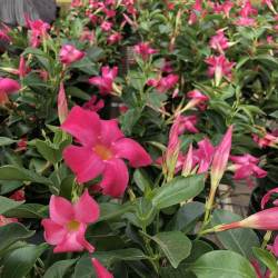 Flowers & Foliage