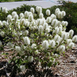 Fothergilla \'Dwarf\'