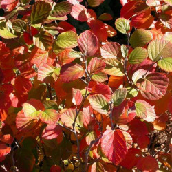 Fothergilla \'Dwarf\'