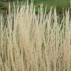 Feather Reed Grass \'Karl Foerster\'