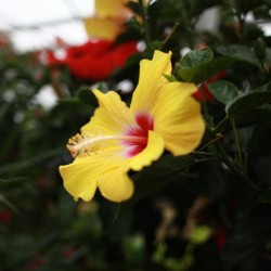 Hibiscus