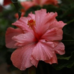 Hibiscus