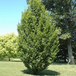 Hornbeam, Columnar \'Fastigiata\'