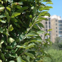 Hornbeam, Columnar \'Fastigiata\'