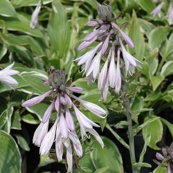 Hosta \'Francee\'