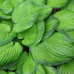 Hosta \'Guacamole\'