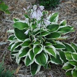 Hosta \'Patriot\'