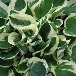 Hosta \'Patriot\'