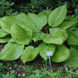 Hosta \'Sum & Substance\'