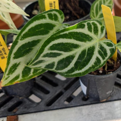 Houseplants