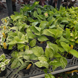 Houseplants