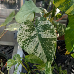 Houseplants