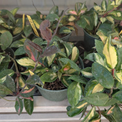 Houseplants