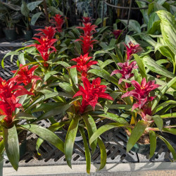 Houseplants