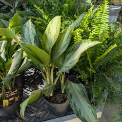 Houseplants