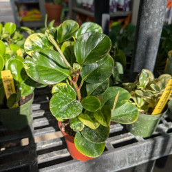 Houseplants