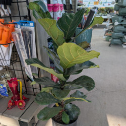 Houseplants
