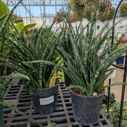 Houseplants