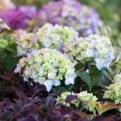 Hydrangea \'Bloomstruck\'